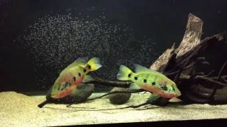 WC Hemichromis Fasciatus with free swimmers - Havoc & Widow 10272016