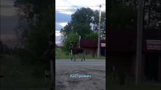 В Шарье были замечены гуляющие по городу лоси.