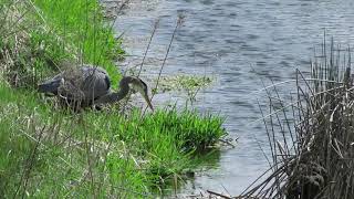 Turnbull Wildlife Refuge Heron