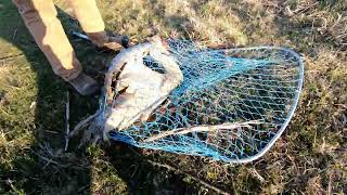 Capture of Injured Sandhill Crane