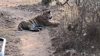 Traffic Jam at Ranthambore-February 2020