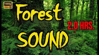 Forest birds sound || Relaxing Nature sounds || Birds chirping in the forest