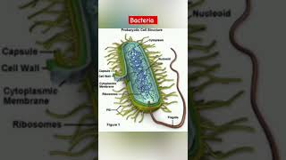 Bacteria vs Virus #ytshorts