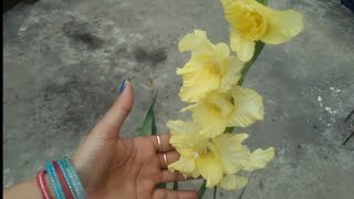 Reporting my gladiolus plant||