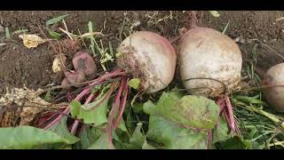 Digging Monster Beets today.