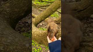 🐿️jump🌲#squirrel #shorts #animals #동물 #cute #cuteanimals #动物 #wildlife #松鼠 #nature #funny #eating