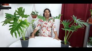 Philodendron selloum plant care (English)