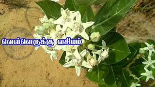 வெள்ளெருக்கன் வசியம் - VELLERUKKAN VASIYAM TAMIL