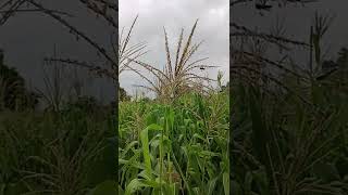 #corn Field #shorts video for u watch