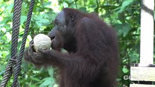 Feeding Time At sepilok orangutan rehabilitation centre, Sabah, Malaysia