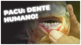 PACU FISH: A PRIMA PIRANHA COM DENTES HUMANOS, PESCADA POR UM MENINO!