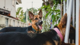 Luke and Leia's (Our Dogs) One Year Anniversary!