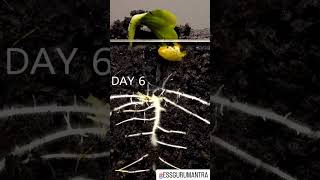 42 days timelapse of zucchini sprouting.                   #essgurumantra