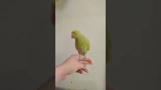 #parrot #motivation #birds #lovebirds #funny #bird #foryou #viralvideo #babyparrotកូនសេក