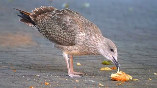 Juvenile European Herring Gull Kills a Day-old Paistry [4K]