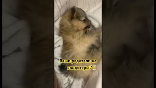 А почему вы тогда такой сладкий пирожок ?🐶 #юмор #шпиц #funnypets #прикол