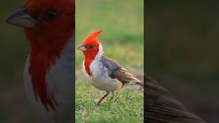 Red-crested cardinal🐥 #shorts #birds #cute #jungel #trending