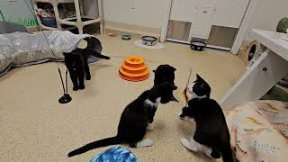 Shelter Kittens Take Down & Devour EVIL ALIEN TECH Then TURN ON EACH OTHER! [REAL]