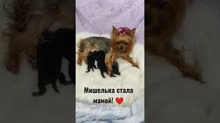 Мишелька стала мамой трёх чудесных малышей! ❤️