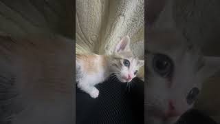 Kitten's Cute Fear Reaction! 😨🐾 #cute