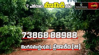 SOLD OUT      7 ఎకరాల మామిడి తోట|| Lingasamudram(M) Prakasam  land for sale || MRE57 || 7386888988||