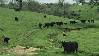 The Cows And Calves Have Arrived!