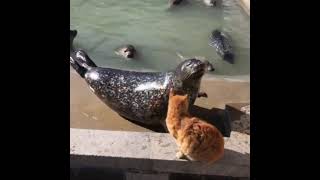 Cat Funny Moment #shorts #animals #funny