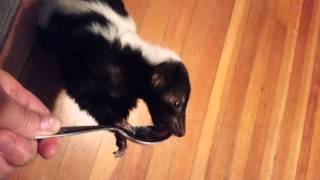 Skunk eating yogurt from a spoon!!