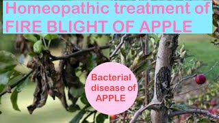 Homeopathic treatment of #FIRE_BLIGHT OF APPLE.सेब के पेड़ों में fireblight का इलाज होमियोपैथी से.