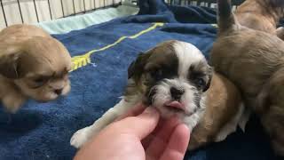 cute puppy video | puppy playing video