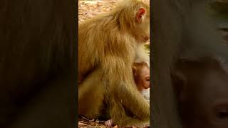 cute little baby monkey with his mama  ❤🐵🐒 #cute #animals #shorts #trending