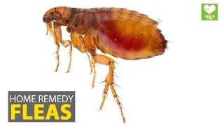 Home Remedies for Fleas | Health Care Education