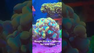 #frammer#reeftank#hammer#allmymoneygoestocoral #beautiful