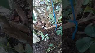 Propagate new blueberry plants shoots & canes by just water