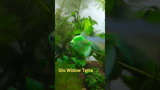 Beautiful Glo widow tetra yellow, red and sea green color.#widowtetra #aquarium #seagreen