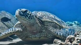 Sunrise Seat Turtle Scuba (6/21/24 TT Replay)