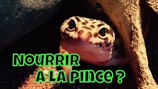 Nourrir a la pince son gecko Leopard ?