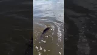 Catching a nice redfish on that Vudu shrimp #Redfish #louisiana #fishing