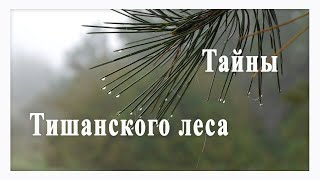 Тайны Тишанского леса