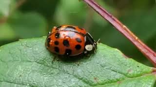 Lovely Little Lady Bug Chilling by a Rose