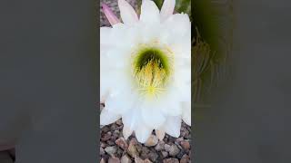 Beautiful Arizona Cactus￼