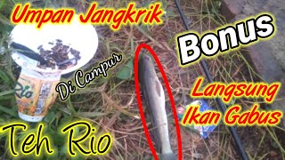 Tes Campuran | Umpan Jangkrik Mancing Di Kolam Dapat Ikan Gabus