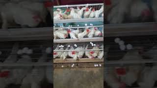 Egg Production