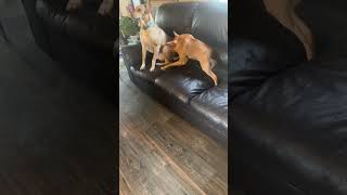 Two Adorable Small Dogs Playfully Having Fun on Top of a Cozy Couch