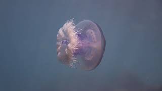 Jellyfishes