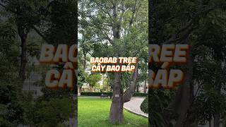 Cây bao báp Adansonia digitata, phân họ Gạo Bombacoideae #baobab