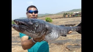 #NeverSeenBefore | #World Big Fish Curry Making | Shocking Size Fish Fry | Food