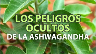 Los peligros de la ashwagandha