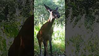 Adorable Young Deer Caught on Trail Camera