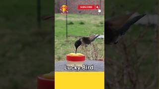 Lucky Bird #shorts#goodvibesonly  #shortsvideo #youtubeshorts #viral #little #